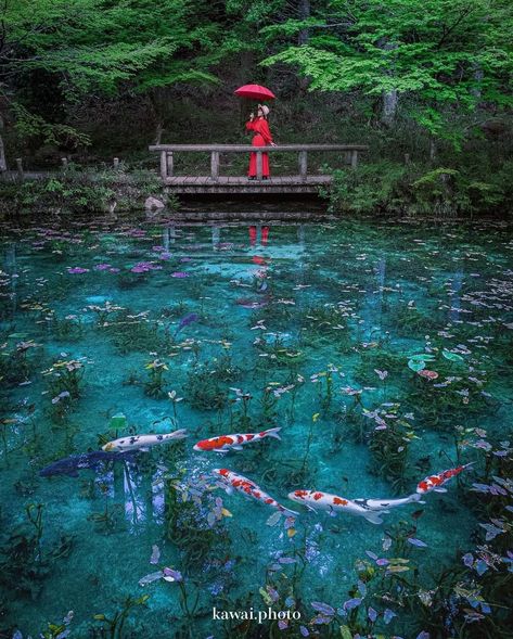 Picture of the day  Monet’s Pond in Seki  Monet Pond, located in Seki City, Gifu Prefecture, Japan, is a stunning, tranquil spot reminiscent of a Claude Monet painting, hence its name. This enchanting pond is renowned for its crystal-clear water, which allows for a perfect view of the colorful koi fish swimming gracefully among vibrant water lilies and aquatic plants. The natural beauty of the pond is accentuated by the surrounding lush greenery, creating a serene and picturesque scene that draw Monet Pond, Colorful Koi Fish, Koi Fish Swimming, Lilly Pond, Claude Monet Paintings, Dan Heng, Perfect View, Water Lilly, Lotus Pond