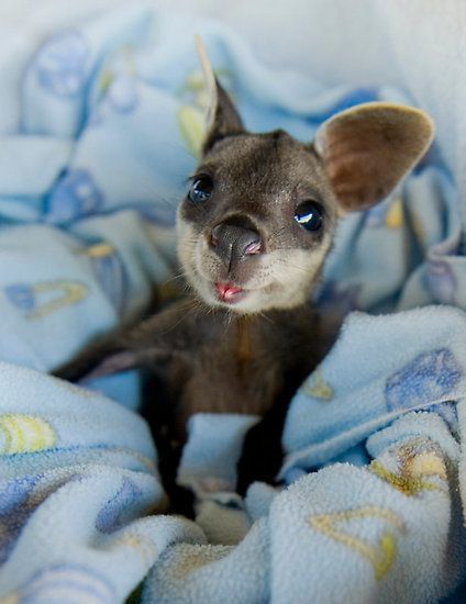 Rabbit Photography, Baby Kangaroo, Australian Animals, Cute Critters, Cute Creatures, Sweet Animals, Animal Planet, Animal Photo, Animal Love