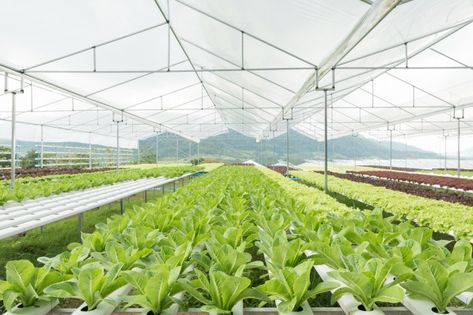 Farm Salad, Hydroponic Farm, Hydroponic Lettuce, Lettuce Vegetable, Hydroponic Vegetables, Modern Greenhouses, Growing Organic Vegetables, Vegetable Farming, Hydroponic Systems