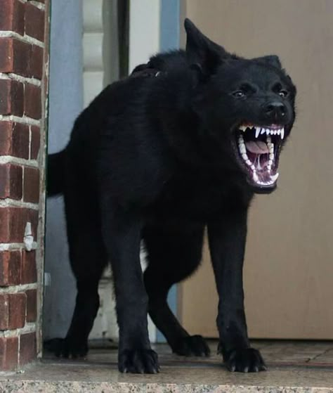 Wolf Bearing Teeth, Dog Reference, Angry Dog, Scary Dogs, Black German Shepherd, Pretty Animals, Bad Dog, Dog Teeth, Wolf Dog