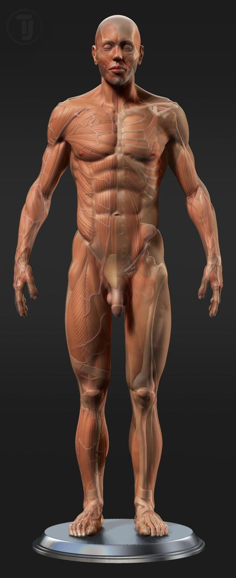 ArtStation - ANATOMY STUDY Human Anatomy Female, Study Video, Pregnancy Workout Videos, Human Muscle Anatomy, Basic Anatomy And Physiology, Easy Hairstyles For Thick Hair, Human Body Anatomy, Medical School Essentials, Muscle Anatomy