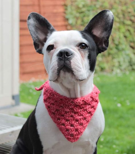 Crochet Dog Bandana, Dog Scarf Crochet, Crochet Granny Stitch, Dog Bandana Pattern, Crochet Dog Clothes, One Skein Crochet, Star Crochet, Granny Stitch, Bandana Pattern