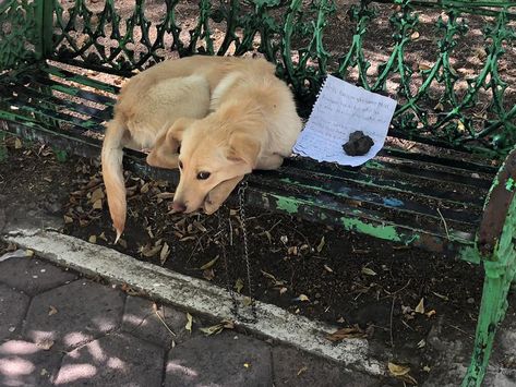 Puppy Abandoned on a Bench in Mexico with Handwritten Note Is Rescued: 'He's a Sweetheart' Dog Tie, Aggressive Dog, Small Puppies, Dog Images, Dog Pin, Dog Behavior, Little Dogs, Dog Owners, Animal Rescue