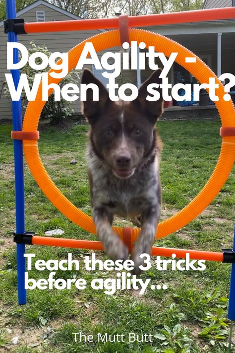 How To Make A Dog Agility Course, Diy Agility Course For Dogs Backyards, Puppy Agility Diy, Diy Dog Course, Backyard Agility Course For Dogs, Dog Course Diy, Agility For Dogs, How To Teach Your Dog Agility, Puppy Agility Training