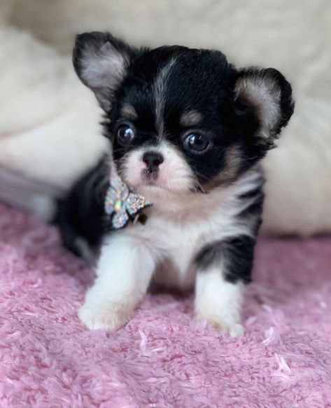 Cute little fluffy chihuahua Fluffy Chihuahua, Chiwawa Dog, Teacup Chihuahua Puppies, Cutest Puppy Ever, Chihuahua Puppies For Sale, Butterfly Cupcakes, Toy Dog Breeds, Teacup Chihuahua