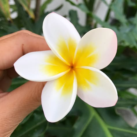 Leilani Flower Drawing, Frangipani Tattoo, Yellow Plumeria, Pretty Flowers Pictures, Buddhist Art Drawing, Fiesta Tropical, Plumeria Flowers, 수채화 그림, Flower Therapy