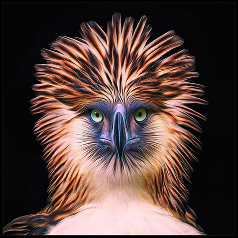 Philippine Eagle Flying, Philippine Eagle Art, Philippine Eagle Drawing, Philippine Eagle Tattoo, Rj Tattoo, Eagle Background, Nice Stickers, Eagle Icon, Philippine Eagle