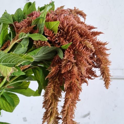 Brown spider Brown Amaranthus, Flowers