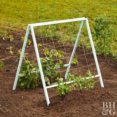 Vertical vegetable garden A Frame Trellis, Vegetable Trellis, Cleaning Station, Vertical Vegetable Gardens, Cucumber Trellis, Grow Tomatoes, Vertical Vegetable Garden, Vertical Herb Garden, Bottle Garden