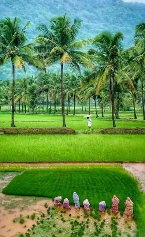 Farmer Images India Hd, Kerala Landscape Photography, Keralapiravi Images, Farmer Images India, Kerala Nature Images, Kerala Landscape, Agriculture Photography, Agriculture Photos, Nature Images Hd