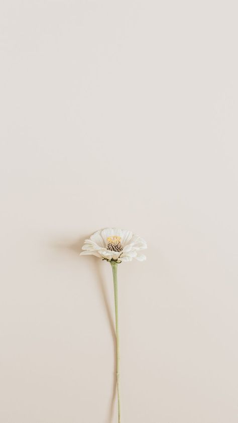 Wallpapper Iphone, Iphone Wallpaper Lights, Daisy Wallpaper, Vintage Flowers Wallpaper, Flowers Photography Wallpaper, Simple Iphone Wallpaper, Lit Wallpaper, Backgrounds Phone Wallpapers, Phone Wallpaper Images