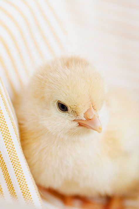 Cute Chicken Photos, Cute Chicken Pictures, Cute Chicken Wallpaper, Soft And Cute Chick Wallpaper, Pollitos Aesthetic, Cute Chickens Aesthetic, Chicks Wallpaper Cute, Chickens Aesthetic, Cute Chicken Aesthetic