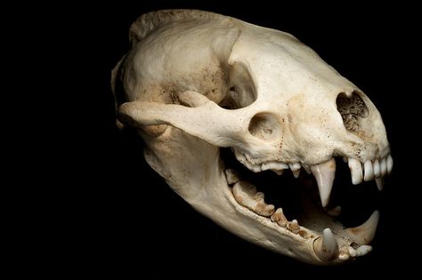 Badger skull photo by Canis.Rufus Bear Skull Reference, Badger Skull, Pumas Animal, Animal Skull Photo, Sabertooth Tiger Skull, Animal Skull In Forest, Bear Skull, Skull Anatomy, Skeleton Anatomy