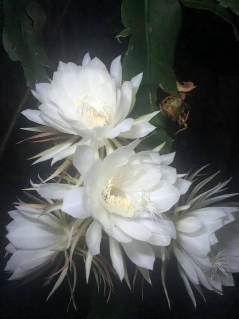 Lunar Flowers, Night Blooming Flowers, Orchid Cactus, Theme Nature, Night Flowers, Nothing But Flowers, Flower Therapy, Vedic Astrology, Moon Flower