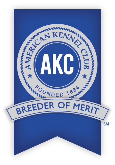 AKC Breeder Of Merit Program – American Kennel Club Poodles Standard, Staffordshire Bull Terriers, Puppy List, Pitbull Puppies For Sale, Pit Bull Puppies, Puppies For Sale Near Me, Blue Nose Pitbull, Standard Poodles, Pitbull Puppy