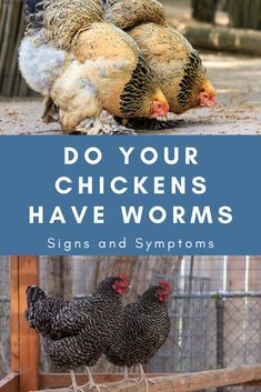 Feeding Marigolds To Chickens, How To Worm Chickens, How To Deworm Chickens, Chicken Illness Symptoms, Deworming Chickens, Chicken Dewormer, Chicken Illness, Backyard Chickens Diy, Chicken Flock