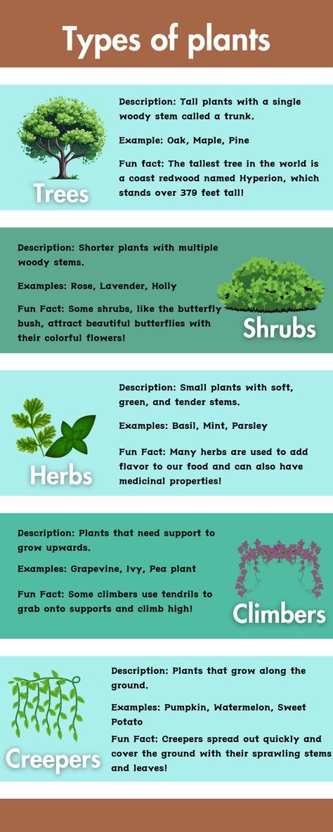 Different Plant Types, Types Of Plants For Kids Chart, Types Of Plants For Kids, Botany Facts, Tree Facts, Facts About Plants, Different Types Of Plants, Plant Notes, Planting For Kids