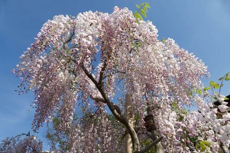 Japanese Lilac Tree, Japanese Lilac, Hickory Tree, Elm Tree, Japanese Tree, Lilac Tree, Zone 7, Future Farms, Crabapple Tree