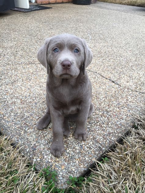 Silver Lab, Silver Lab Puppies, Silver Labrador Retriever, Puppy Heaven, Silver Labrador, Dog Tumblr, Puppy Photography, Super Cute Puppies, Labrador Puppy