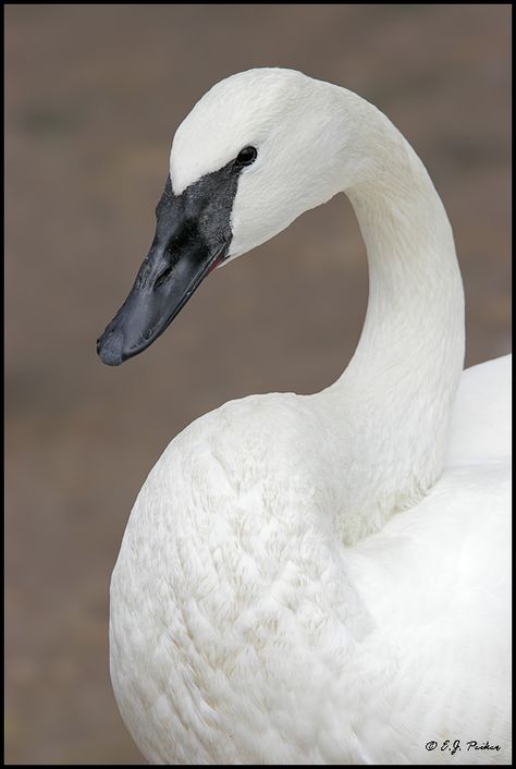 Trumpeter Swan. V on forehead. Swan Pictures, Trumpeter Swan, Bird House Kits, Beautiful Swan, White Swan, Trumpeter, All Birds, White Feathers, Swan Lake