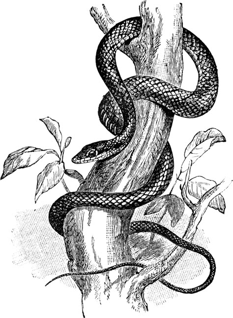 Tree Snake Tattoo Cobra, Snake Sketch, Tree Branch Tattoo, Snake Illustration, Snake Drawing, Branch Tattoo, Rennaissance Art, Tree Sketches, Snake Art