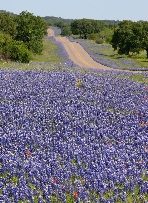 Because spring means bluebonnet-lined roads as far as the eye can see. | 27 Reasons Living In Texas Ruins You For Life Spring Drive, Texas Bluebonnets, Dirt Road, Texas Travel, Texas Hill Country, Blue Bonnets, Country Road, Hill Country, Flower Field