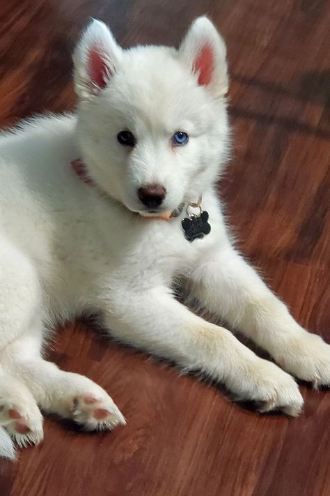 Best pet photography White Siberian Husky Puppy, Brown Wooden Floor, Anime Puppy, White Siberian Husky, Turkish Angora Cat, White Husky, Angora Cats, Birman Cat, Rare Cats