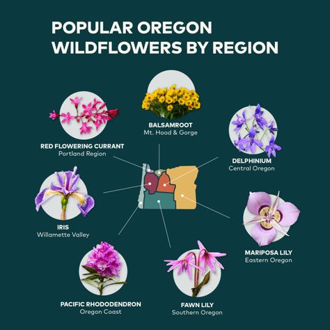 Pnw Flowers, Oregon Wildflowers, Mariposa Lily, Evergreen Flowers, Travel Oregon, Wildflower Photo, Silver Falls, Eastern Oregon, Willamette Valley