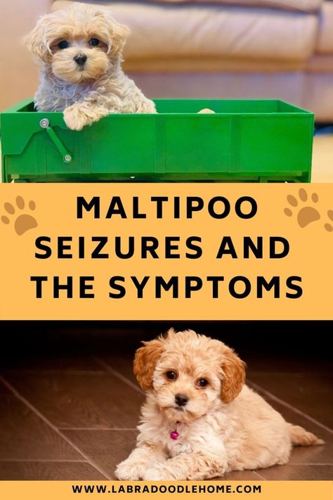 Maltipoo Training, Scared Dog, Teacup Maltipoo, Puppy Facts, Maltipoo Dog, Maltese Poodle, Designer Dogs, Maltipoo Puppy, Maltese Dog