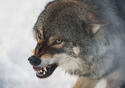 Types Of Wolves, Spirit Animal Quiz, Wolf Colors, Wolf Teeth, Wild Animals Pictures, Golden Eyes, Wild Dogs, A Wolf, Christian Bale