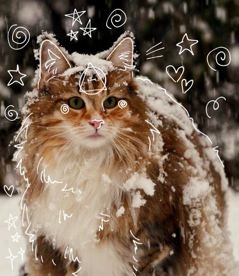 Norwegian Cat, Norwegian Forest, Silly Cats Pictures, Forest Cat, Cute Cats Photos, Norwegian Forest Cat, Cat Mask, Animal Masks, Silly Animals