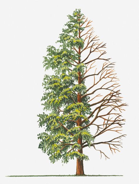 Illustration Showing Shape Of Deciduous Metasequoia Glyptostroboides (dawn Redwood) Tree With Green Summer Foliage And Bare Winter Branches Bare Tree Drawing, Painting White Background, Metasequoia Glyptostroboides, Dawn Redwood, Drawing Tattoo Ideas, Winter Branches, Tree Drawings, Pine Tree Tattoo, Summer Tree