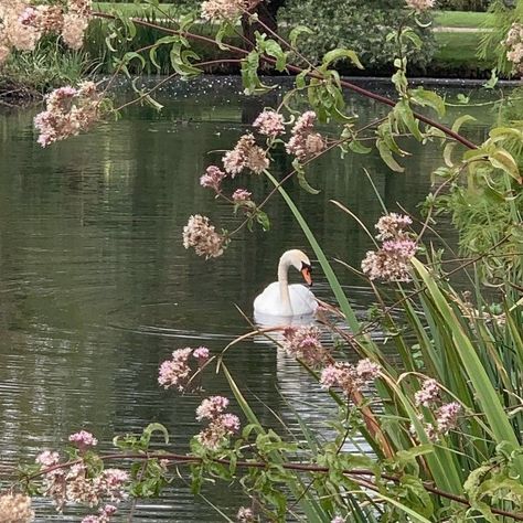 spring strolls 🎀🦢💐🩰 what’s your favorite season? . . . . . . . . . . princess | girly | girl blog | coquette | royalcore | regencycore | bridgerton | classy | elegant | vintage | antique | shabby chic | castle | palace | princesscore | spring #princess #girly #girlblog #coquette #royalcore #regencycore #bridgerton #classy #elegant #vintage #antique #shabbychic #castle #palace #princesscore #spring Elegant Pink Aesthetic, Regencycore Aesthetic, Modern Aphrodite, Pink Vintage Aesthetic, Vintage Princess Aesthetic, 1800s Aesthetic, Pink Angels, Rococo Aesthetic, Princesscore Aesthetic