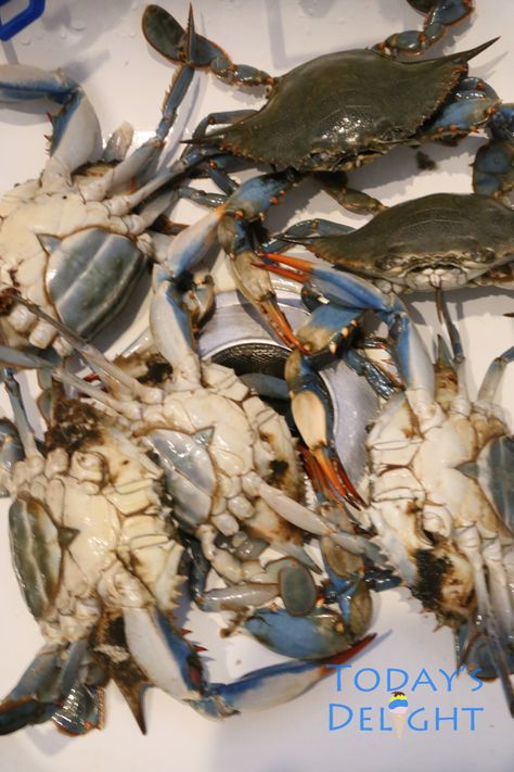 How to Clean Blue Crab https://www.todaysdelight.com/how-to-clean-blue-crab/ Soft Shelled Crab Recipes, How To Cook Fresh Crab, How To Cook Crab, Blue Crab Boil, Asian Blue Crab Recipe, How To Cook Crab Meat, How To Eat Blue Crab, How To Boil Crab, Blue Crab Recipe