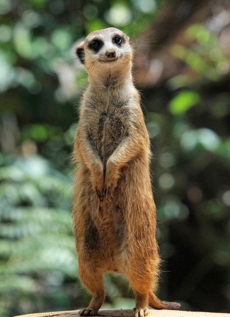 Friendship Friday, Baby Meerkat, Cute Animal Tattoos, Tattoo Nature, Animals Tattoo, Gangnam Style, Lovely Animals, Pretty Animals, Like Animals