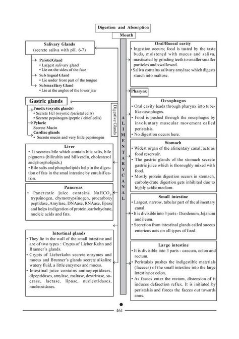 Digestion And Absorption Short Notes, Biology Notes For Neet, Class 11 Biology Notes Digestion And Absorption, Neet Exam Notes Biology Human Physiology, Digestion And Absorption Neet Notes, Neet Notes Biology Class 11, Digestion And Absorption Notes, Neet Biology Notes, Neet Exam Notes Biology