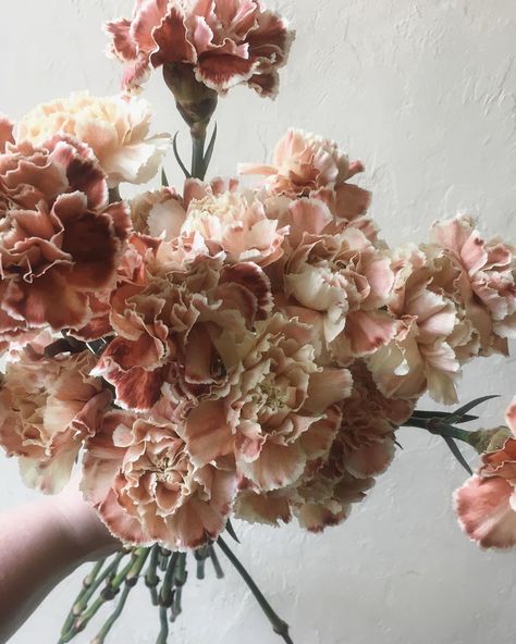 Antique Pink Carnation, Hanging Carnations Wedding, Carnation Bouquet Aesthetic, Carnation Varieties, Carnation Wedding Centerpieces, Micro Ceremony, Carnation Wedding Bouquet, Carnation Bridal Bouquet, Carnation Wedding Flowers