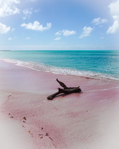 It's Valentine's Day, so travel author and podcaster, Peter Moore, visits the romantic pink sand beach on the Caribbean island of Barbuda. Usa People, Pink Sand Beach, Australian Travel, Candlelit Dinner, Montezuma, Caribbean Island, Beach Vacations, Pink Beach, Pink Sand