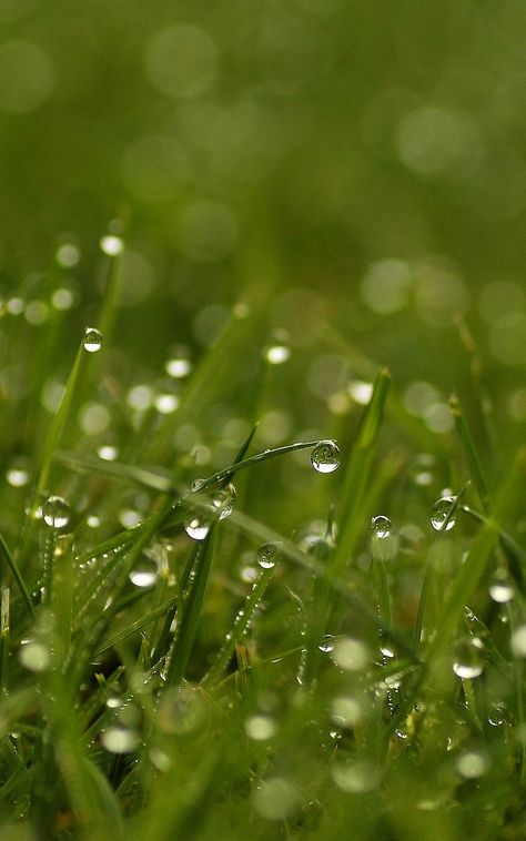 Wet Grass Aesthetic, Dewy Grass Aesthetic, Dew Drops Aesthetic, Morning Dew Aesthetic, Dew Painting, Bright Dew, Dew Aesthetic, Dew Photography, Robin Aesthetic