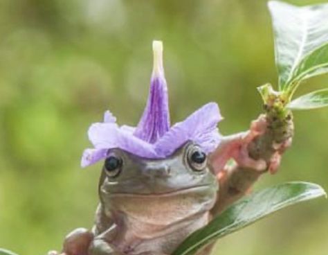 Frog With Flower Hat, Frogs In Hats, Frogs With Hats, Frog Core, Frog With Flower, Fairy Hat, Hat Tattoo, Flower Hat, A Frog