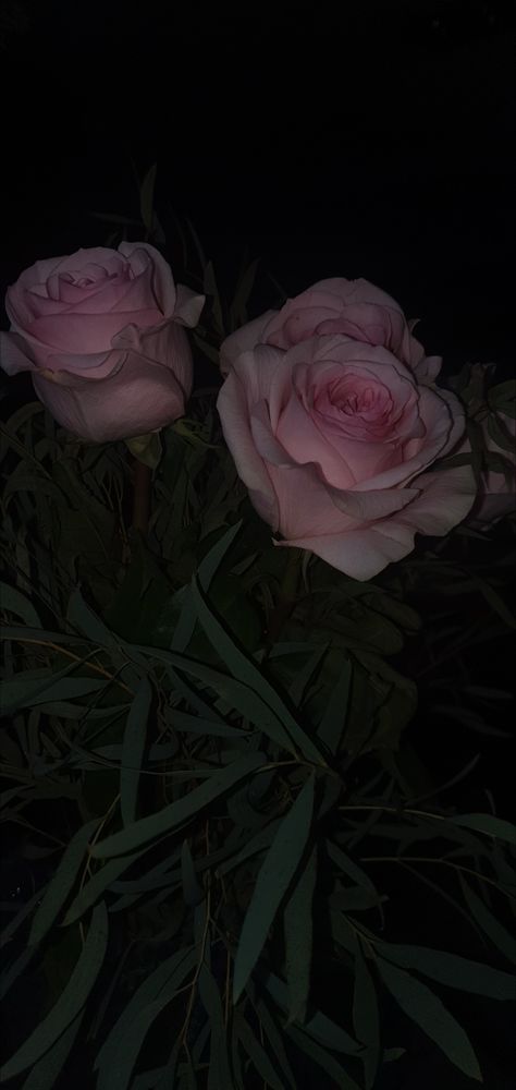 Rose Aesthetic Wallpaper, Pink Rose Wallpaper Iphone, Pink Goth Background, Dark Grey Wallpaper, Dark Rose, Dark Red Roses, Rain Wallpapers, Rose Background, Rosé Aesthetic