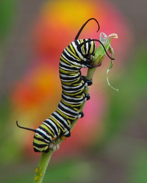 Monarch Caterpillar Caterpillar Tattoo, Butterfly Facts, Pictures Of Insects, Beauty Dish, Monarch Caterpillar, Insect Crafts, Equine Photography, Bugs And Insects, Butterfly Garden