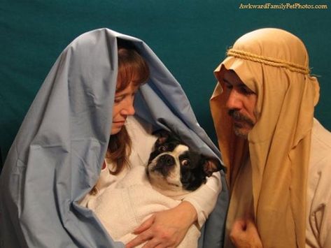 Awkward family pet photos: celebrating the special bond between people and their pets Awkward Family Photos Christmas, Pet Family Photos, Awkward Family Christmas, Funny Christmas Photo Cards, Dog Family Portraits, Funny Christmas Photos, Dog Christmas Pictures, Humor Pictures, Funny Couple Costumes