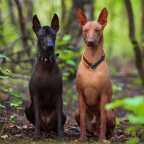 mexican hairless dog, xolo, xoloitzcuintli, primitive dog breed, ancient dog, national dog of Mexico, naked dog, black dog, gray dog, peruvian hairless dog, peruvian inca orchid Mexican Xolo Dog, Mexican Dog Breeds, Peruvian Inca Orchid Dog, Peruvian Inca Orchid, Xolo Puppy, Xoloitzcuintle Tattoo, Xoloitzcuintli Dog, Peruvian Dog, Xolo Dog