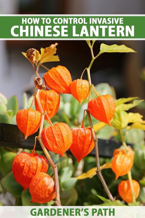 Chinese lanterns add vivid orange color to the late-season landscape. These vigorous plants naturalize readily via extensive root systems and self-sowing. Learn how to limit the spread of Chinese lanterns so they don’t become an invasive nuisance, now on Gardener’s Path. #chineselantern #gardening #gardenerspath Chinese Lantern Plant, Lantern Plant, Chinese Lanterns Plant, Wholesale Flowers Wedding, Orange Wedding Flowers, Chinese Lantern, Small Lanterns, Dried Bouquet, Diy Wedding Flowers