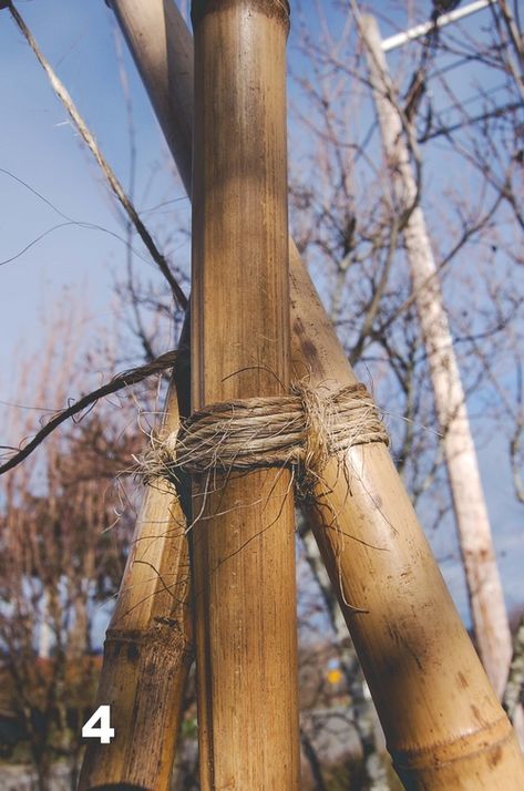 How to Build a Bamboo Tri-pod Trellis: A Photo Tutorial — Seattle Urban Farm Company Tripod Trellis, Pole Bean Trellis, Make A Trellis, Pumpkin Trellis, Rustic Trellis, Bean Trellis, Teepee Trellis, Pea Trellis, Growing Squash