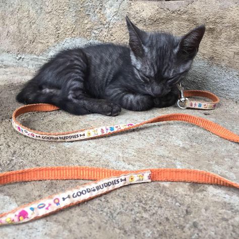 Ghost Tabby? I was just told my newest kitten is considered a ghost tabby cat and that it is a rare color. Anyone else have a cat like this? Black Tabby Kitten, Black Tabby Cat, Ship Poses, Orange And White Cat, Cat Things, Tabby Cats, Tabby Kitten, Savannah Cat, Ghost Cat