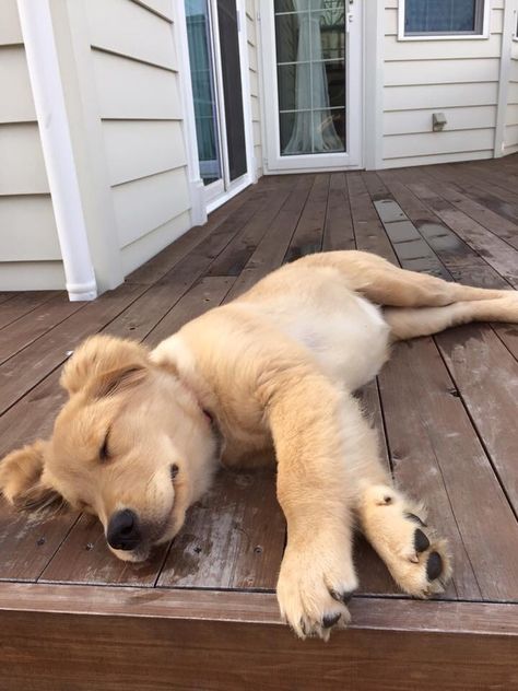 ^_^ Golden Retriever Laying Down, Dog Laying Down Reference, Dog Laying Down, Puppy Apartment, Divine Dogs, Golden Retriever Pup, Most Cutest Dog, Golden Retriever Training, Trained Dog