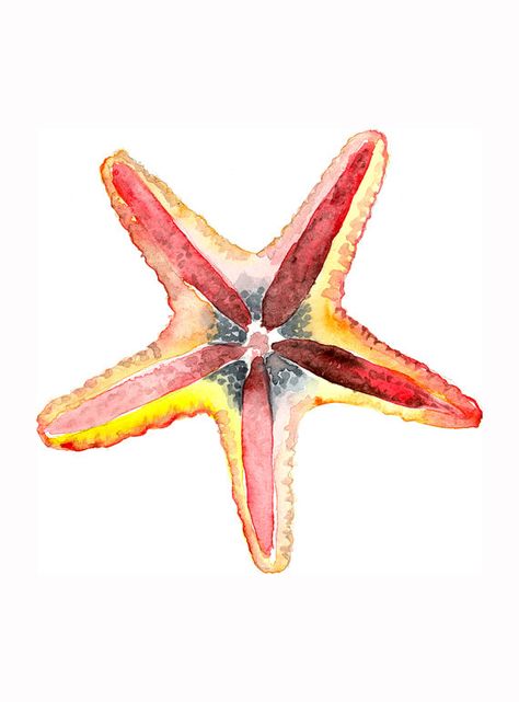 Pretty maybe different colors Starfish Painting, Starfish Tattoo, Paintings Art Prints, Watercolor Animals, Beach Art, Starfish, Painting & Drawing, Watercolor Painting, Watercolor Art