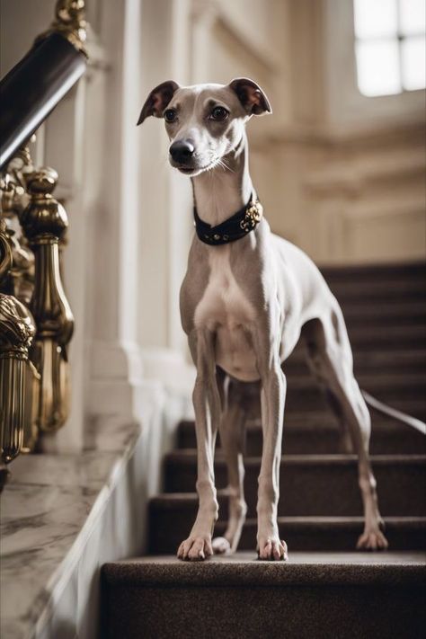 Italian Greyhound Aesthetic, Italian Grey Hound, Whippet Dog Puppy, Hunt Aesthetic, White Bull Terrier, Wine Advertising, Italian Greyhound Puppies, Greyhound Puppy, Italian Greyhound Dog